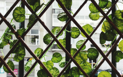 jardinière haute avec treillis